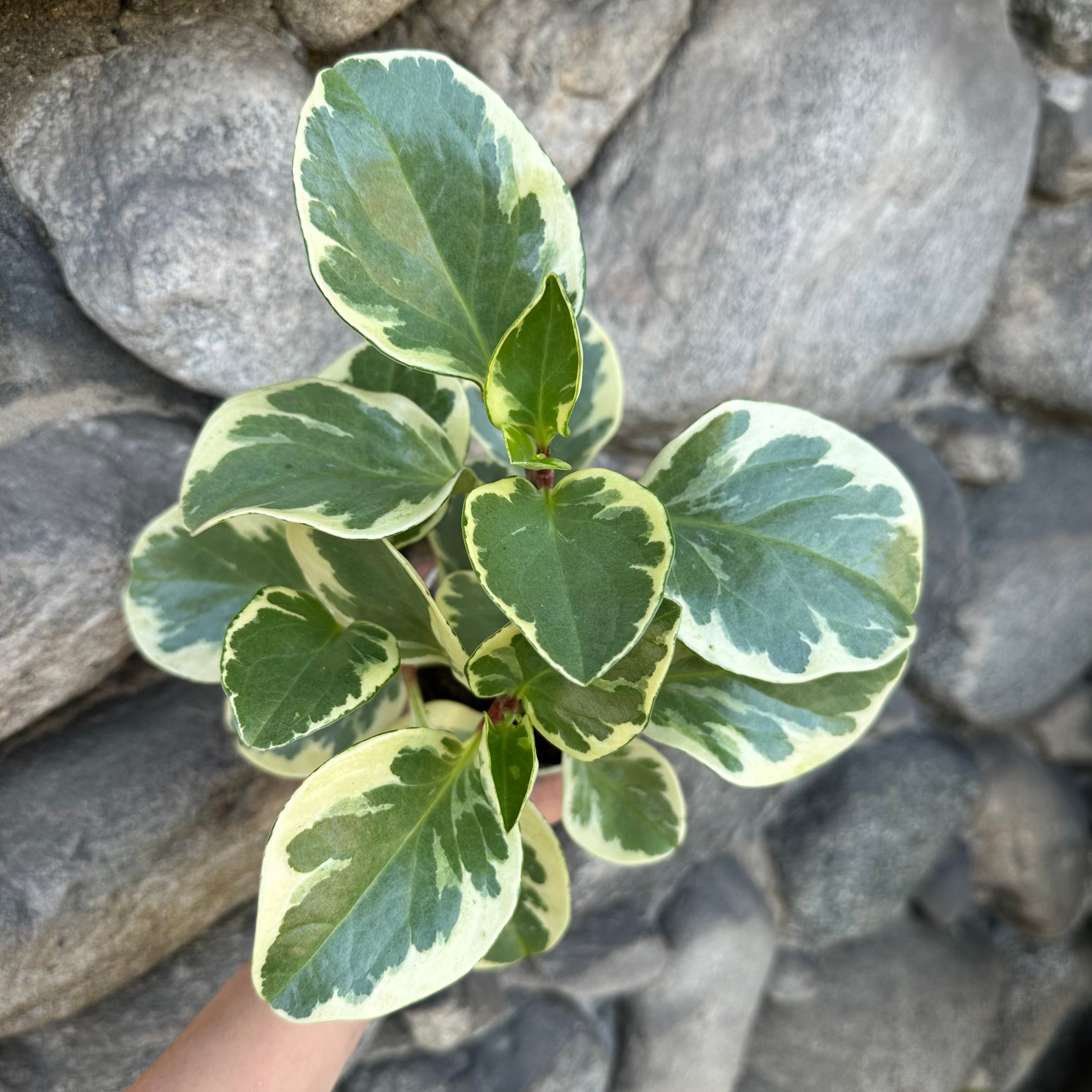 Peperomia Variegated - 4"