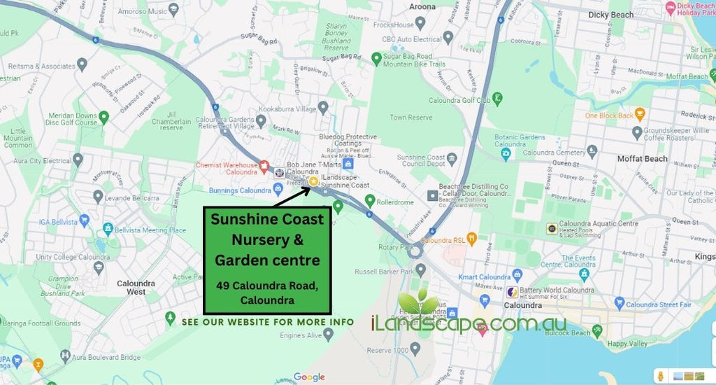 Visit us 7 days a week in our Sunshine Coast Nursery & Garden Centre located at 49 Caloundra Road, on the main road heading into Caloundra