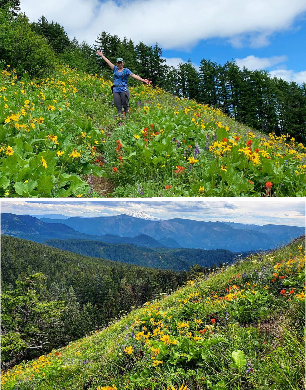 best wildflower hikes near seattle - big huckleberry