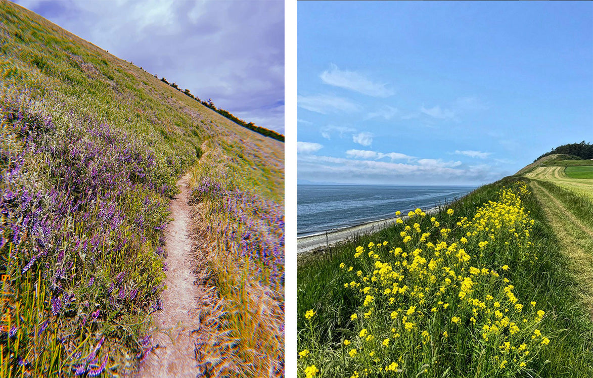 best wildflower hikes near seattle - ebey's landing