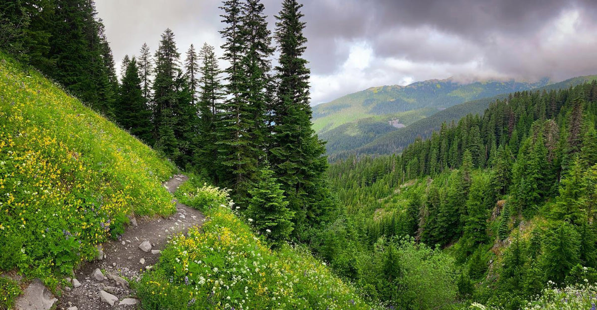 best wildflower hikes near seattle - heliotrope ridge