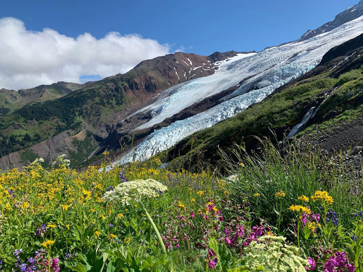 best wildflower hikes near seattle - heliotrope ridge