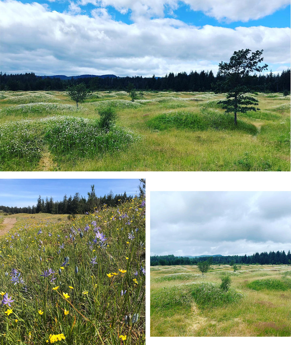 Best wildflower hikes near Seattle - Mima Mounds