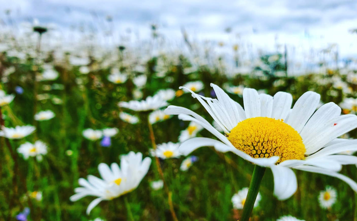 Mima Mounds wildflower hikes near Seattle