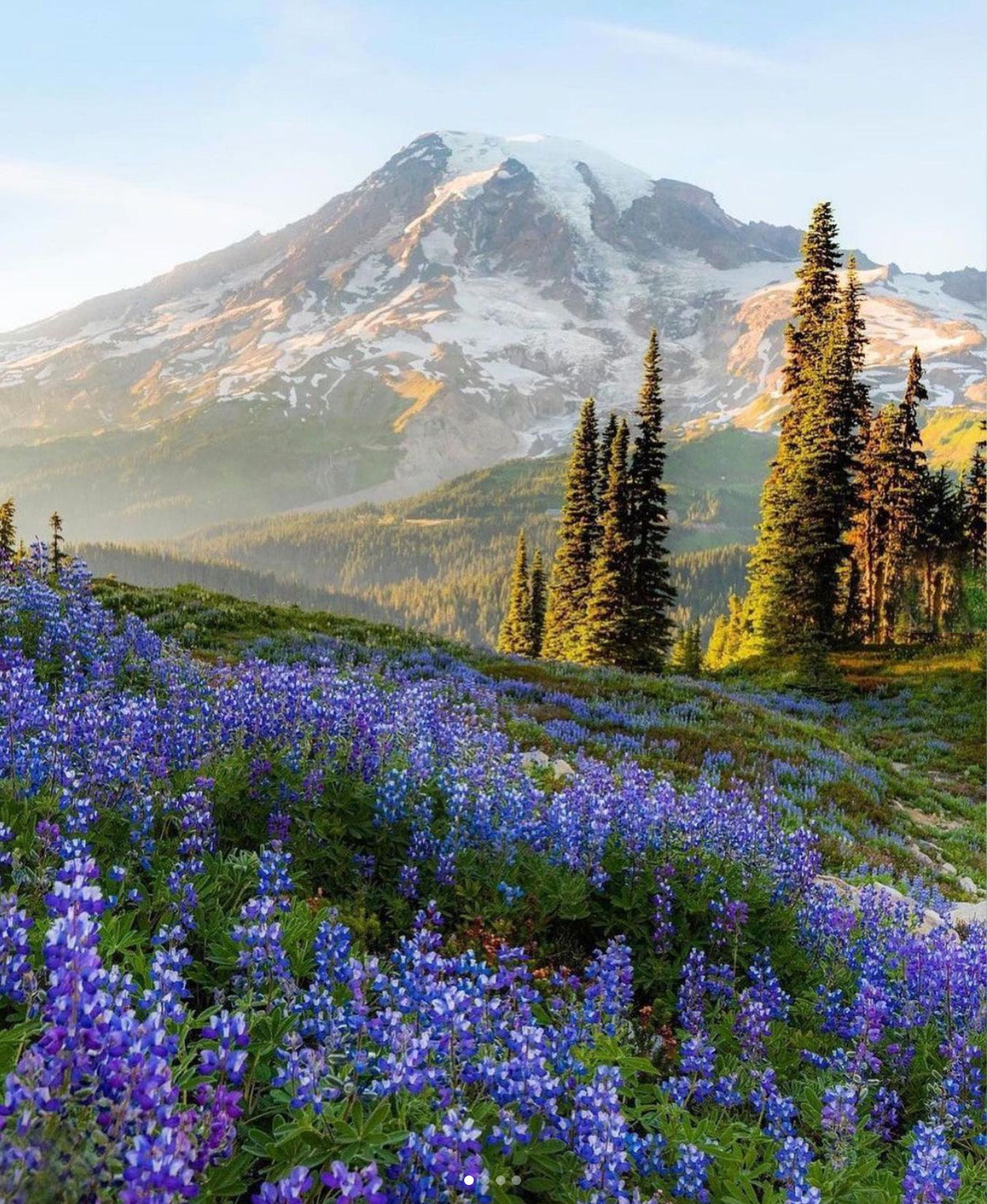 best wildflower hikes near seattle - mount rainier