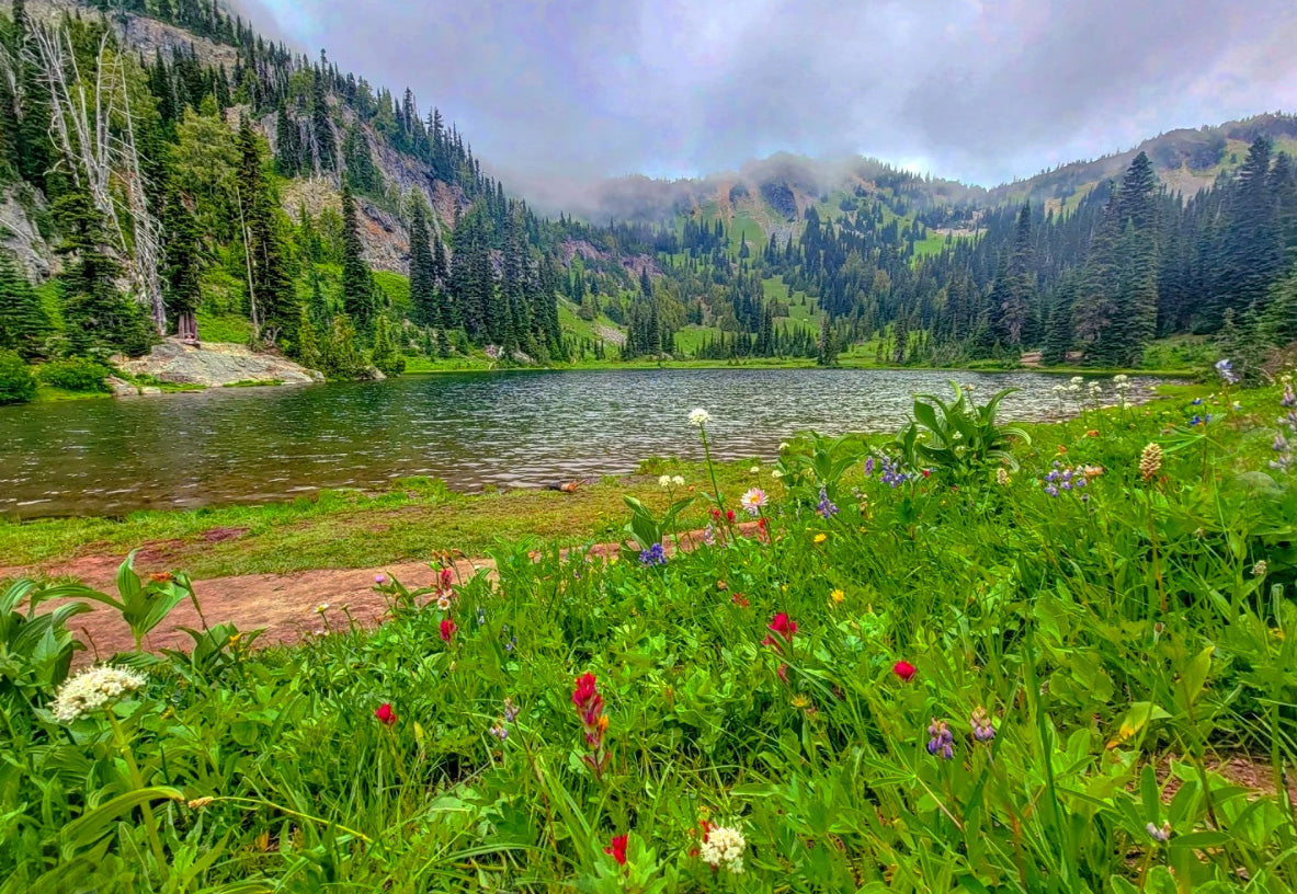 best wildflower hikes near seattle - sheep lake