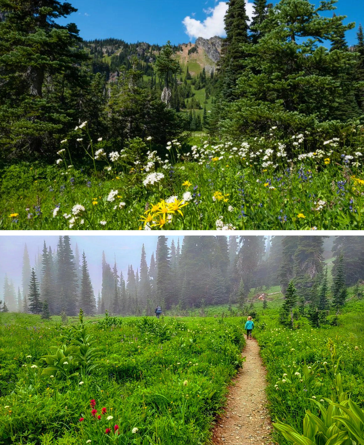 best wildflower hikes near seattle - sheep lake