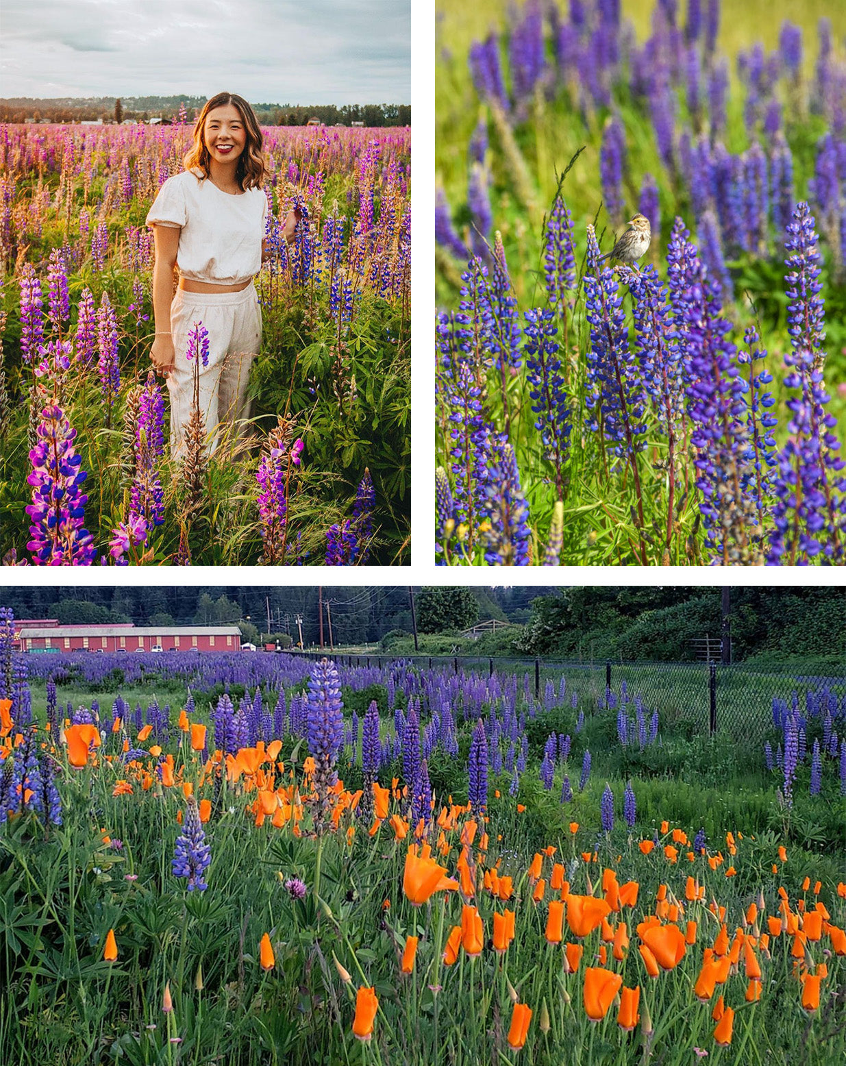 Van Lierop Park - best wildflowers near Seattle