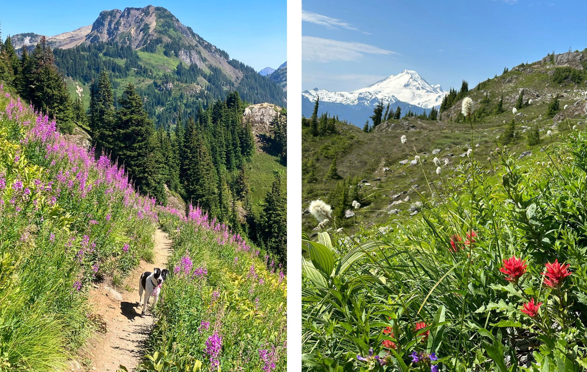 best wildflower hikes near seattle - yellow aster butte