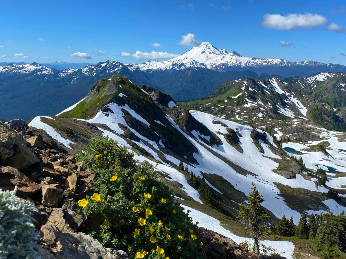 best wildflower hikes near seattle - Yellow Aster Butte