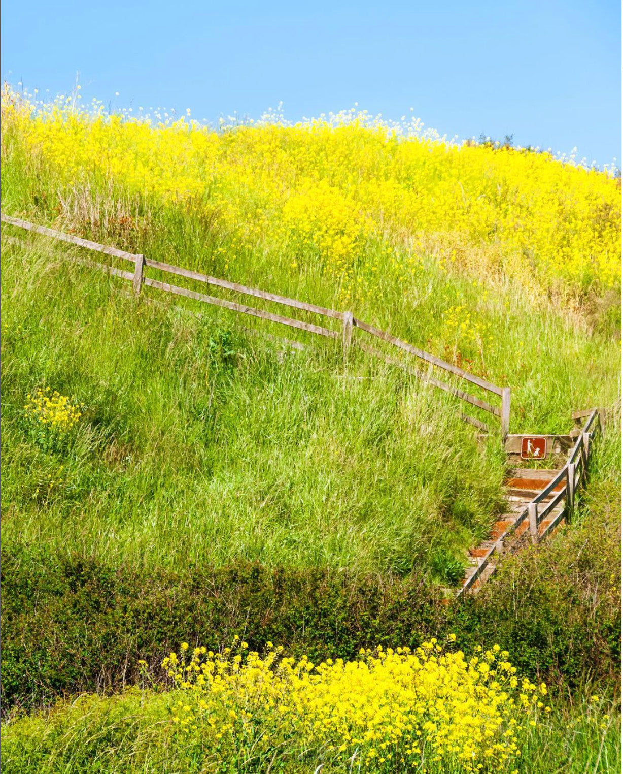 best wildflower hikes near seattle - ebey's landing