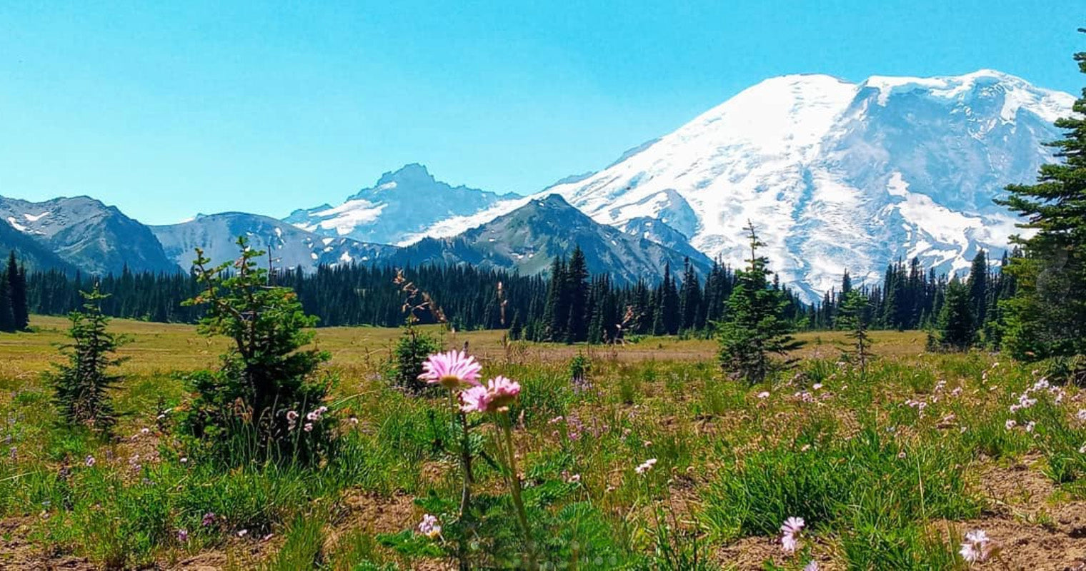 best wildflower hikes near seattle - grand park at mount rainier