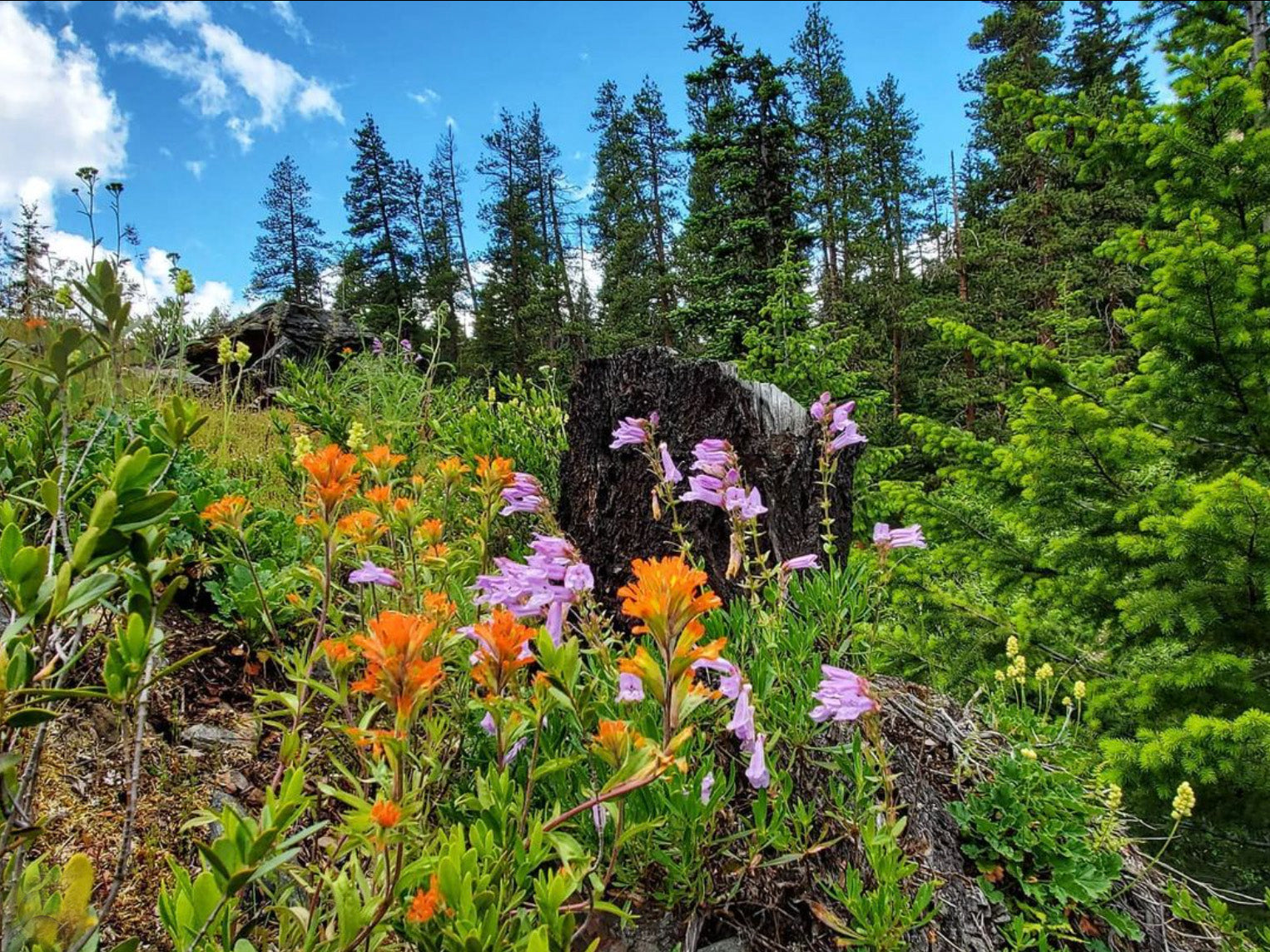 wildflower hikes near seattle - icicle gorge loop