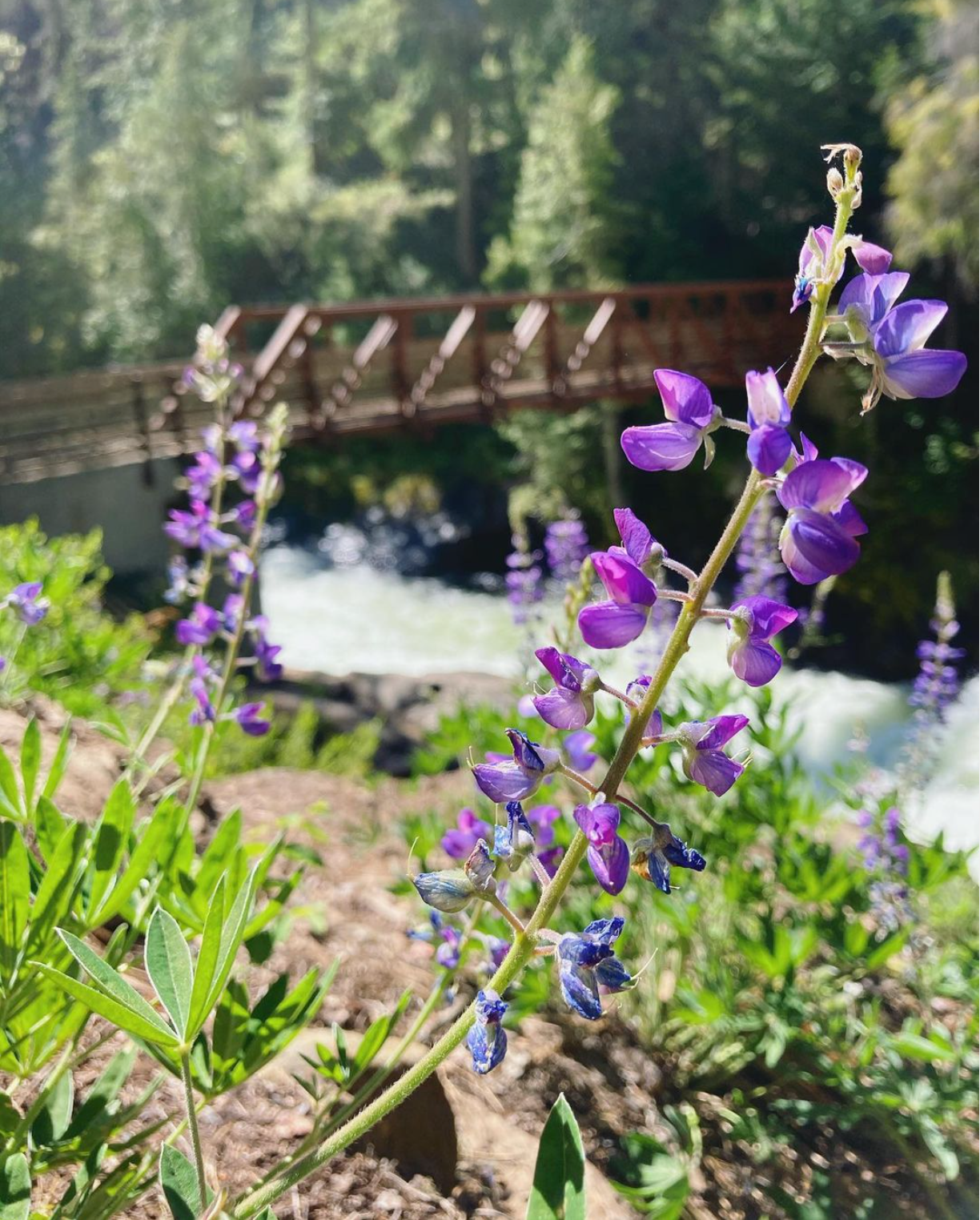wildflower hikes near seattle - icicle gorge loop