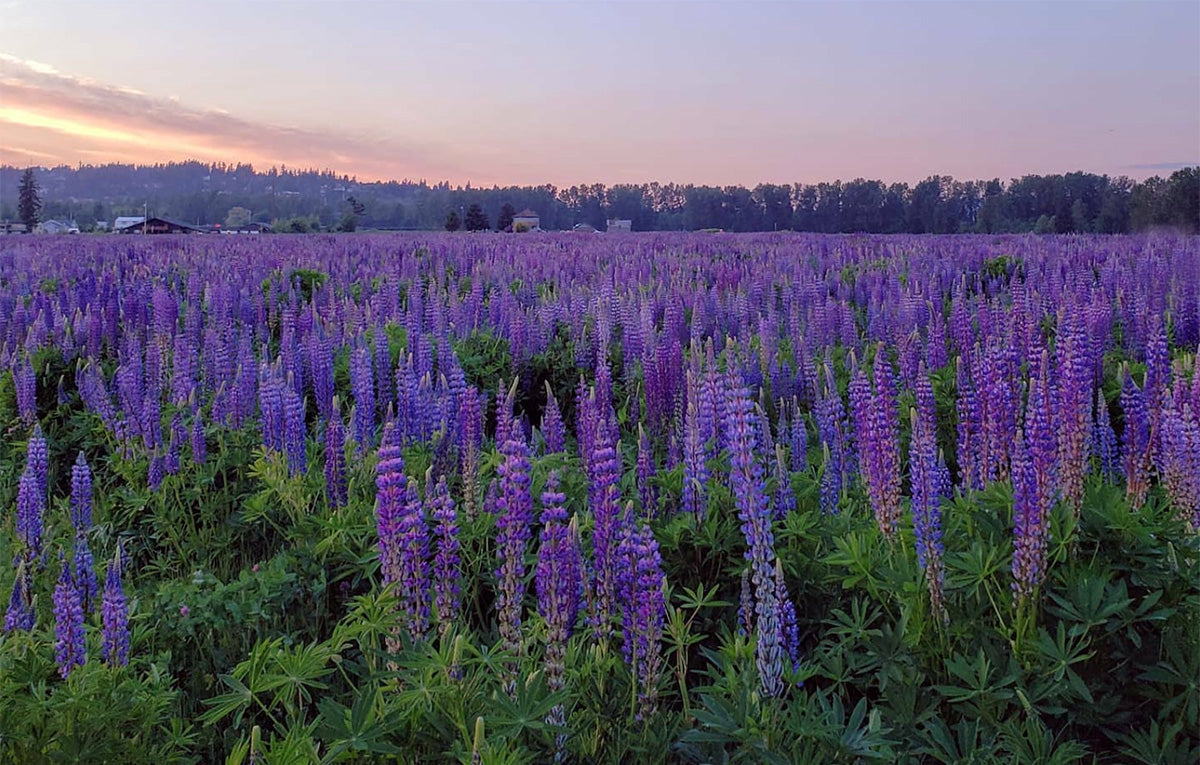 wildflowers near seattle - van lierop lupine fields