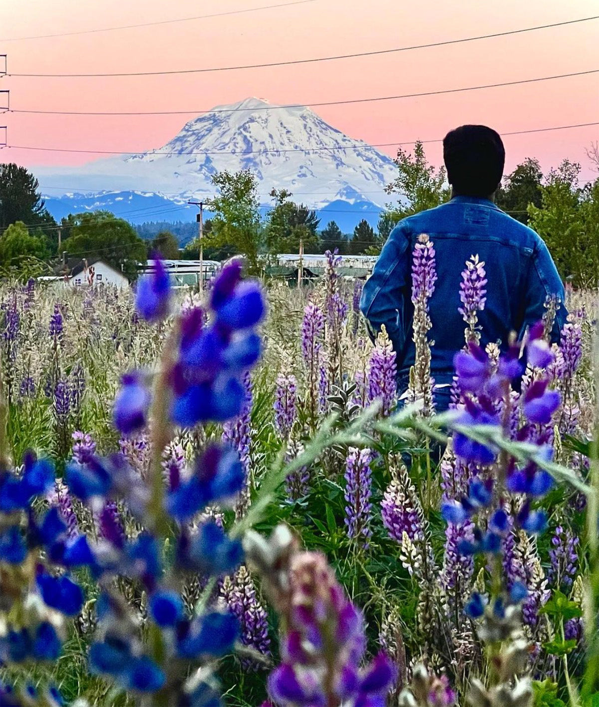 Wildflowers near seattle - van lierop park and views of mount rainier