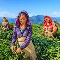 darjeeling tea zyanna.webp__PID:f188337c-e37a-4195-a910-3b72158345a3