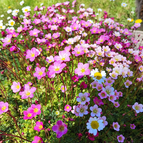 Parterre de petites fleurs du printemps