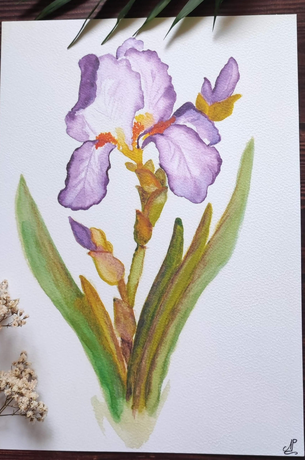 Aquarelle peinte à la main Iris violet (format A4) – Rosemarycrea