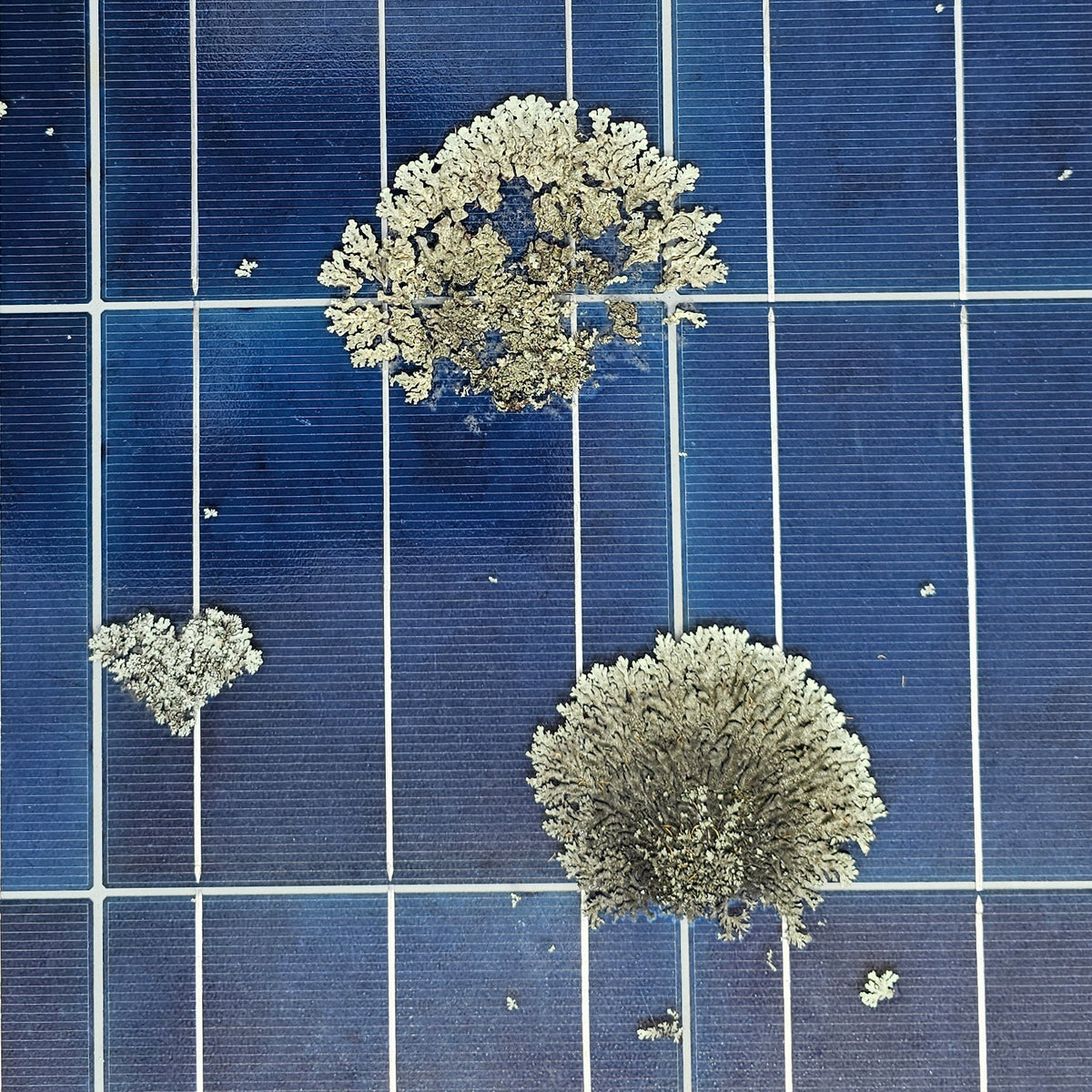 Lichen on Solar Panel.jpg__PID:d42ea5fd-77a5-4a58-922d-92d69b88b5ef