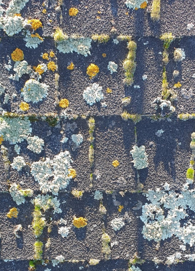 Bio-Shield - Lichen, Moss and Algae on Asphalt Shingle