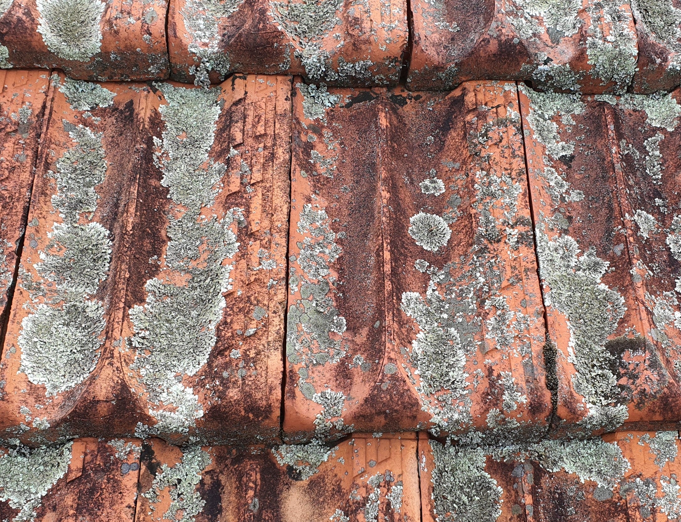 Bio-Shield - Lichen, Moss and Algae on Winstone Clay Tile Roof