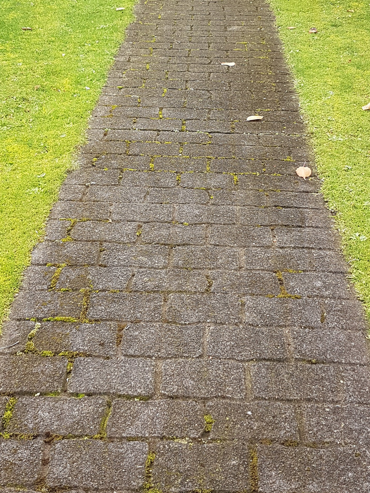 Cobble Path With Moss