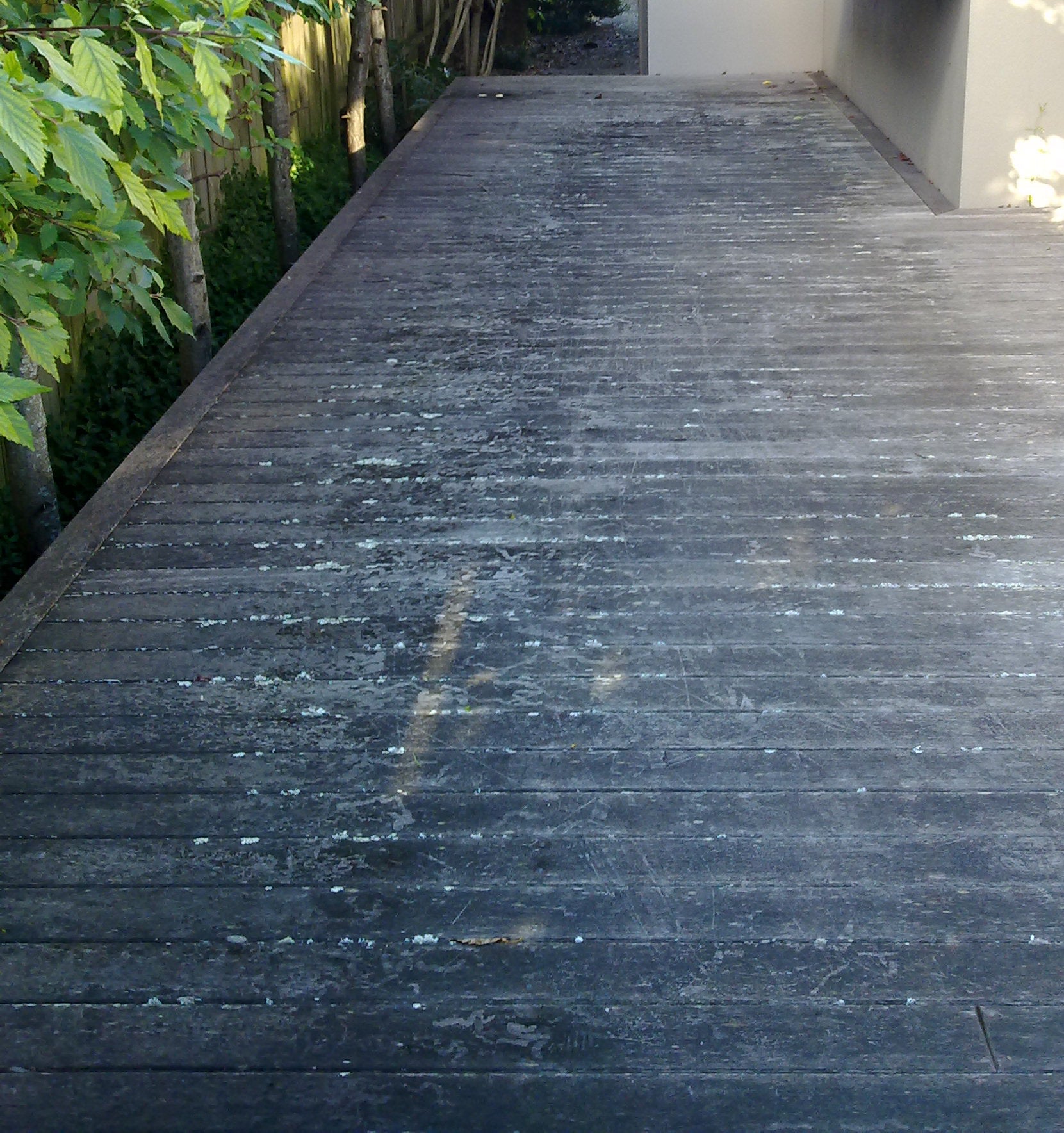 Hardwood Timber Deck with Lichen, Black and Green Algae