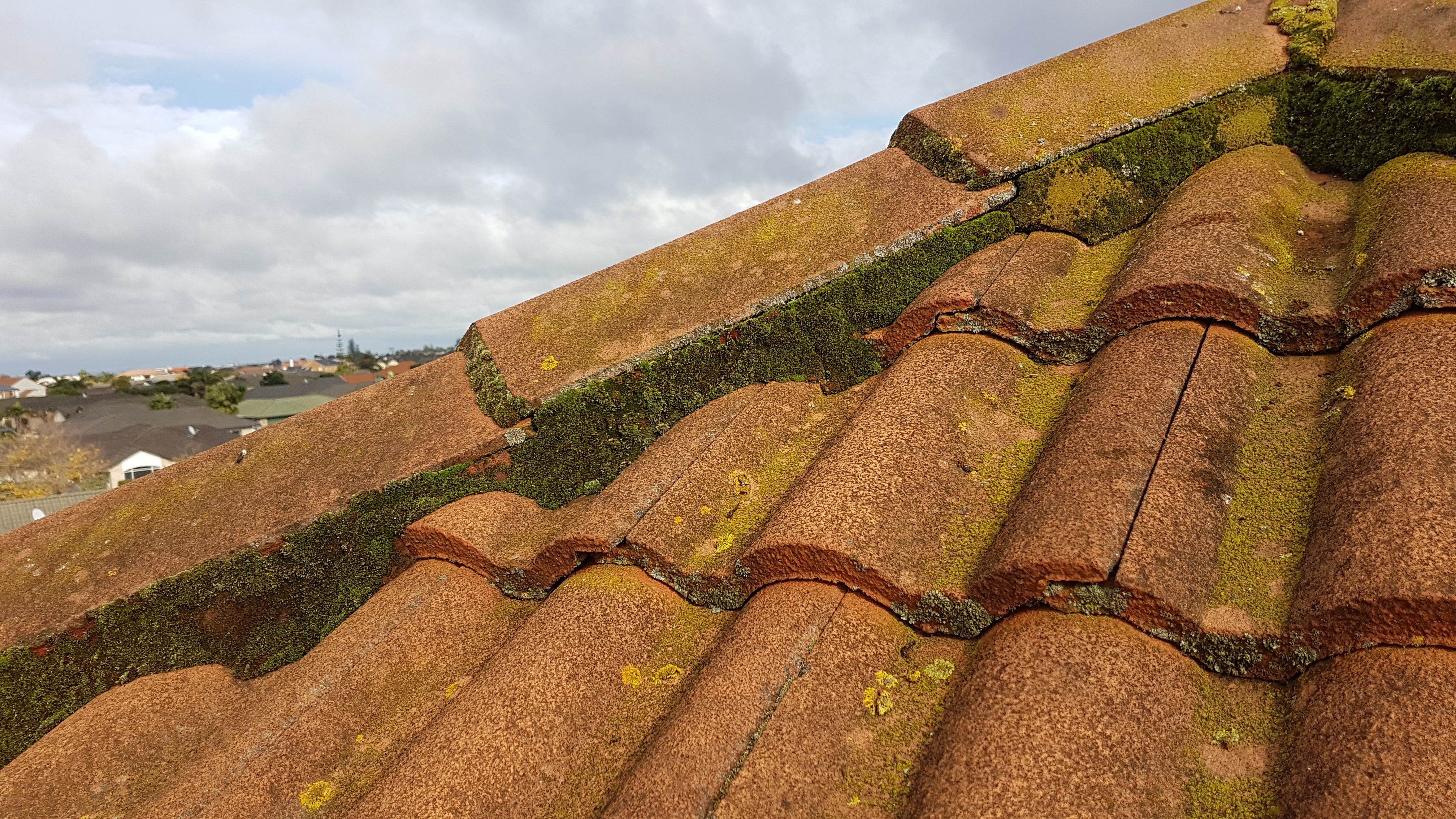 Monier Tile with black algae, moss and lichens