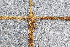 Dead Moss on Concrete Cobble