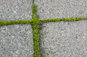 Moss of Concrete Cobbles
