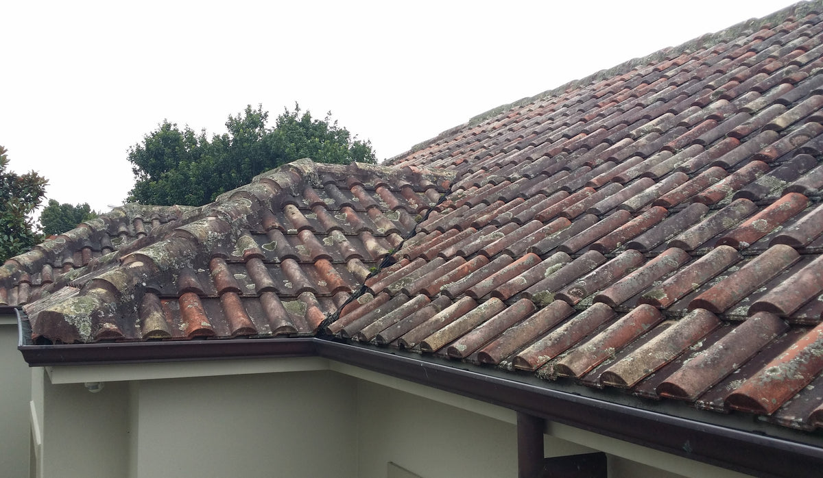 Clay Tile Roof with Lichen, Moss and Algae