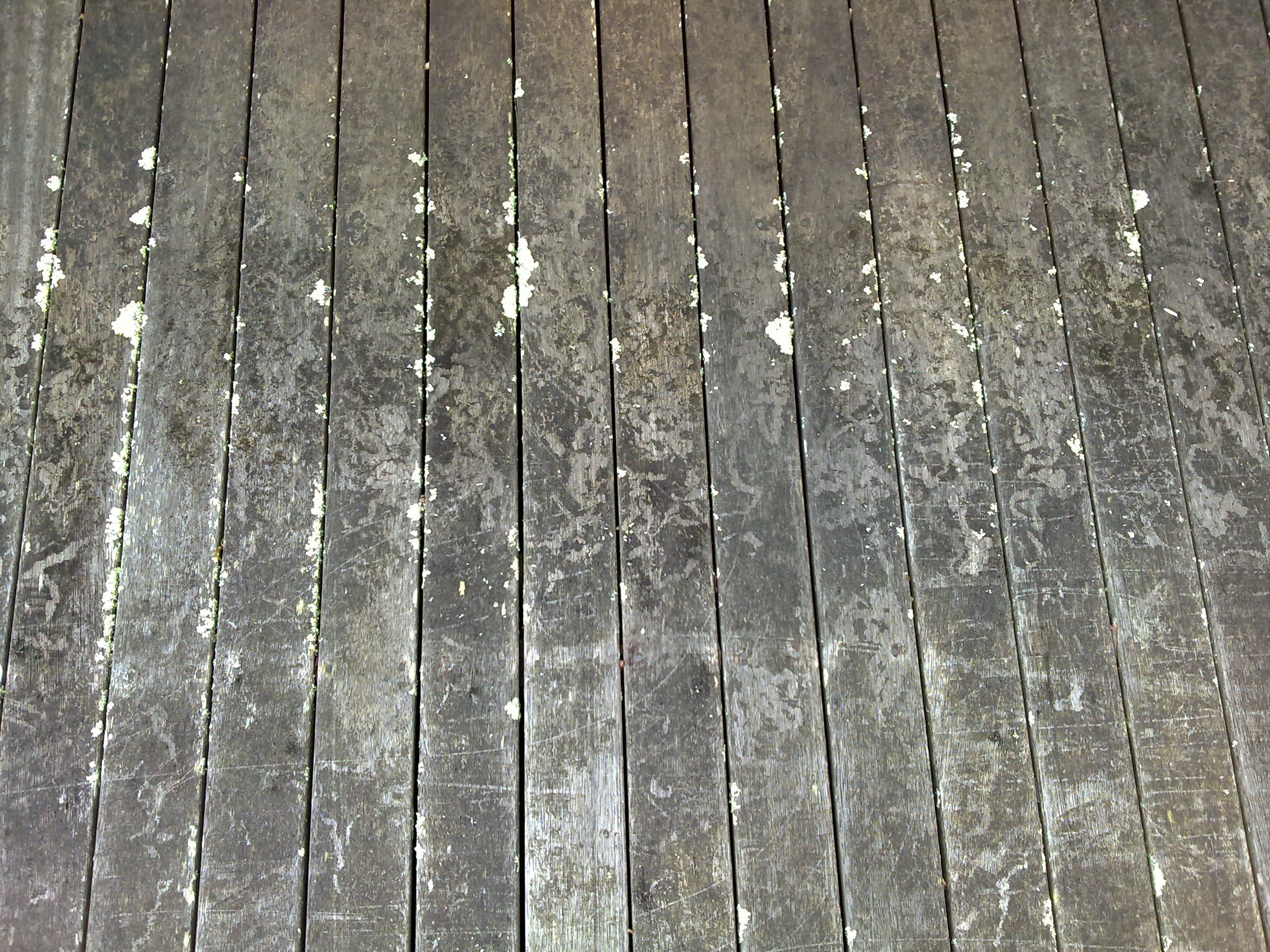 Hardwood Timber Deck with Lichen, Black and Green Algae