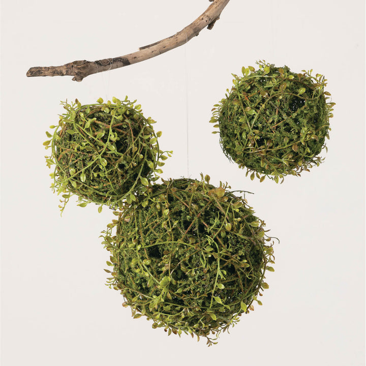 Moss orbs hanging