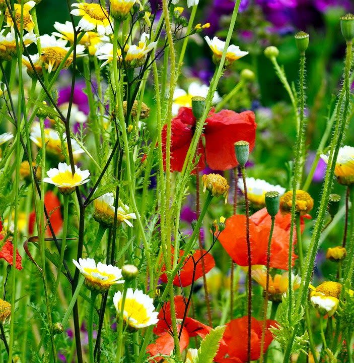 Pollinator Seeds Set