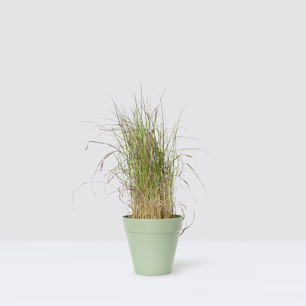 Imperata cylindrica 'Red Baron'