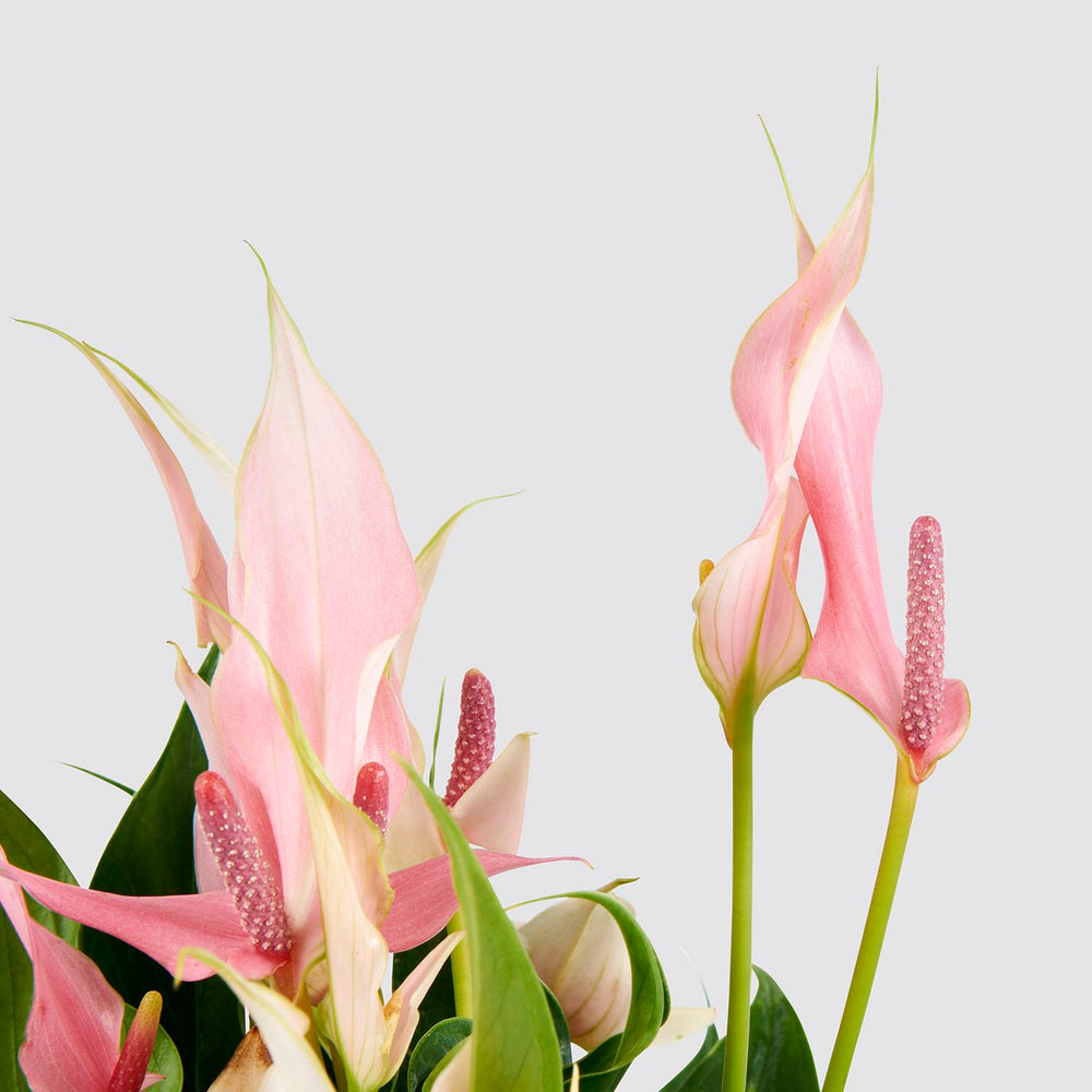 Hydroponic Anthurium 'lilli'