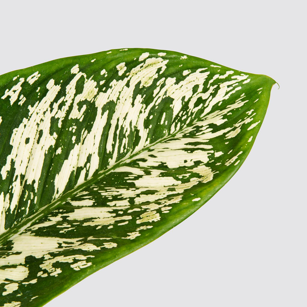 Dieffenbachia 'White Etna'