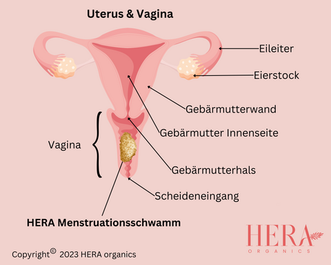 Anatomie der Gebärmutter und der Vagina