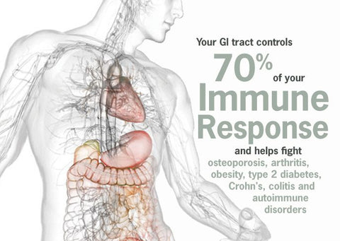 Picture of a drawing of a human digestive tract with a description about how the GI tact controls 70% of your immune response