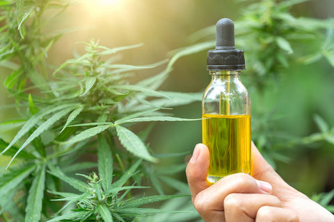 Hand holding bottle of CBD oil in front of cannabis plants.