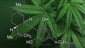 Picture of the chemical properties of CBD listed over cannabis leaves.