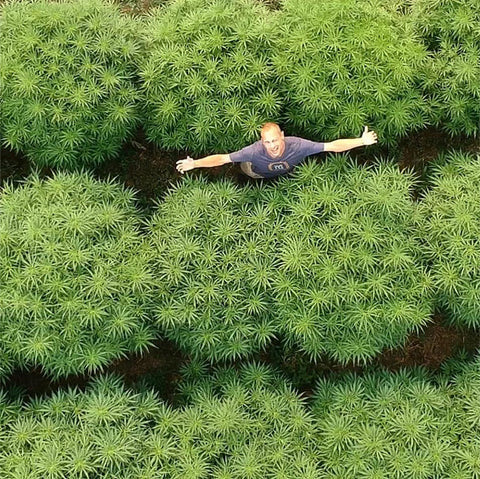 Man standing in a cannabis field with arms outstretched from an aerial view.