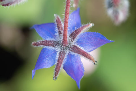 An image of Borage-Starflower