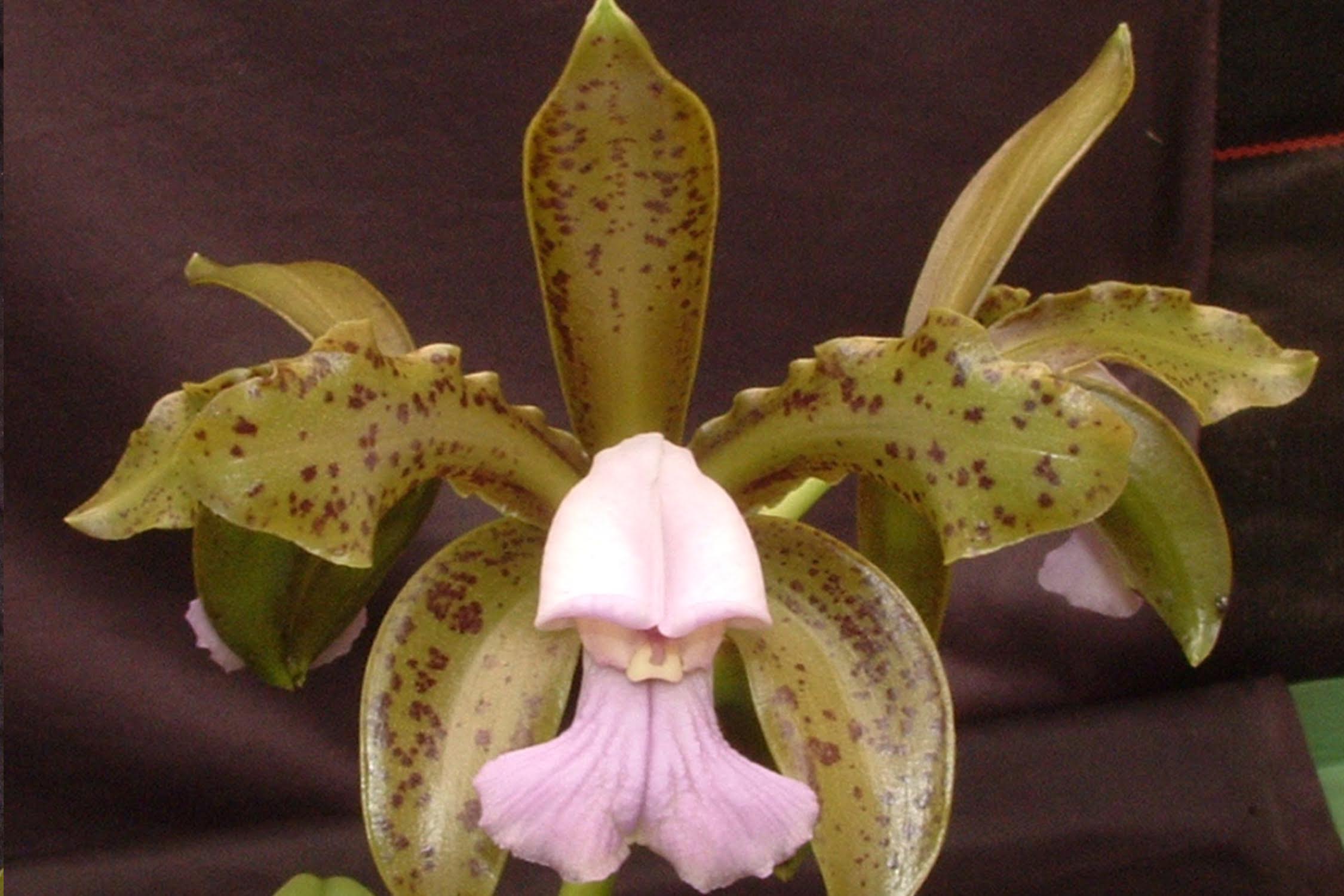 Cattleya leopoldii var. coerulea `Gomez` x self