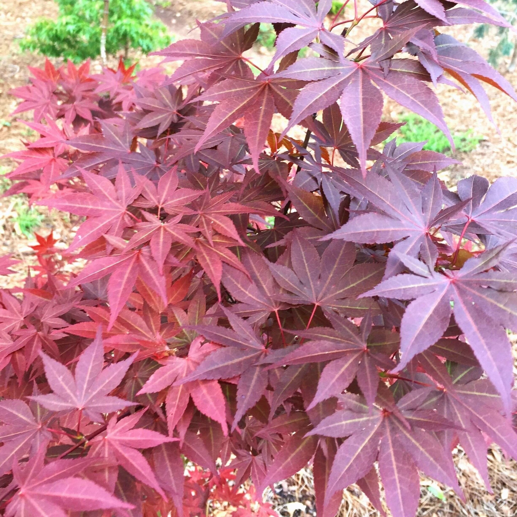 Acer palmatum 'Akin's E.P.' Red Upright Japanese Maple – Maple Ridge Nursery