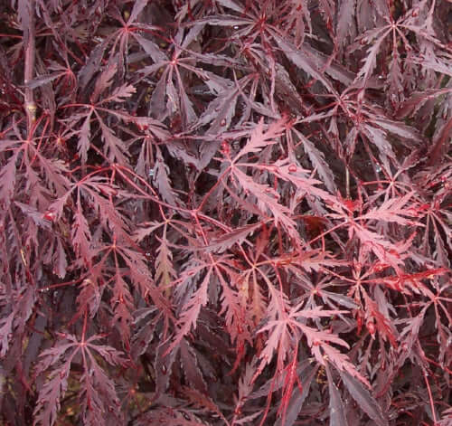 Acer palmatum Twombly's Red Sentinel Columnar Japanese Maple – Maple Ridge  Nursery