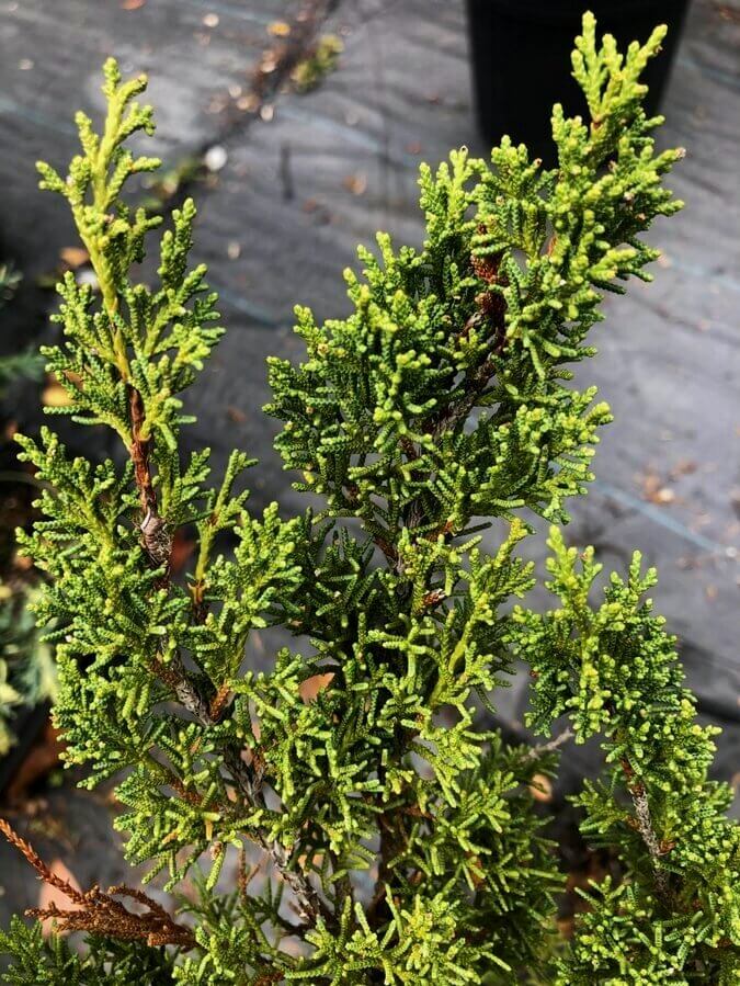 Juniperus chinensis 'Shimpaku' Pre Bonsai Chinese Juniper – Maple Ridge ...