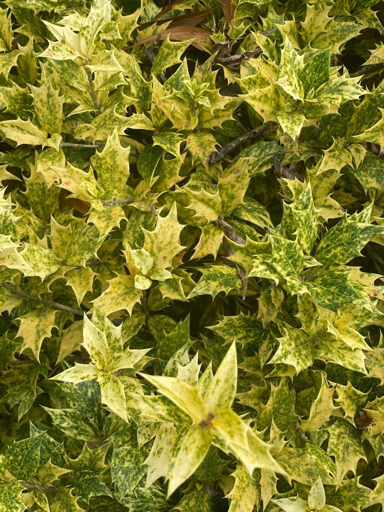 Image of Japanese maples and Goshiki false holly