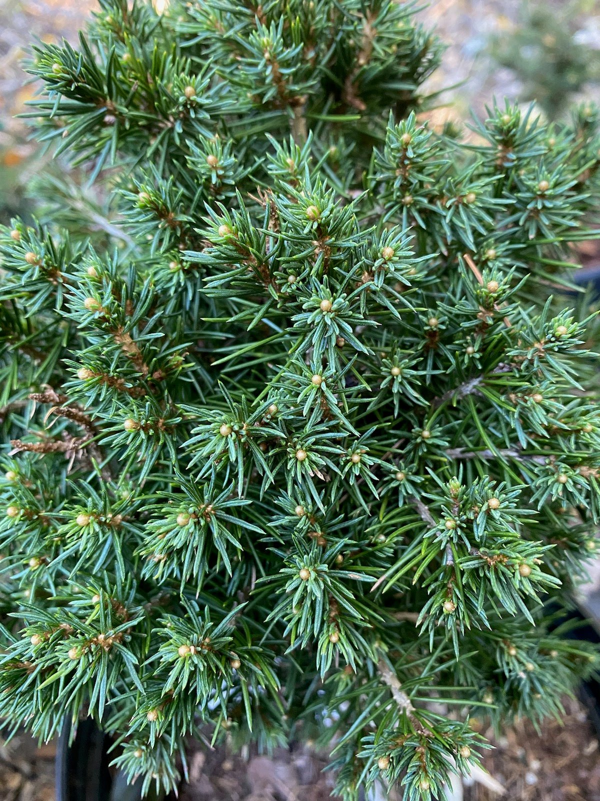 Picea abies 'Tompa' - Maple Ridge Nursery